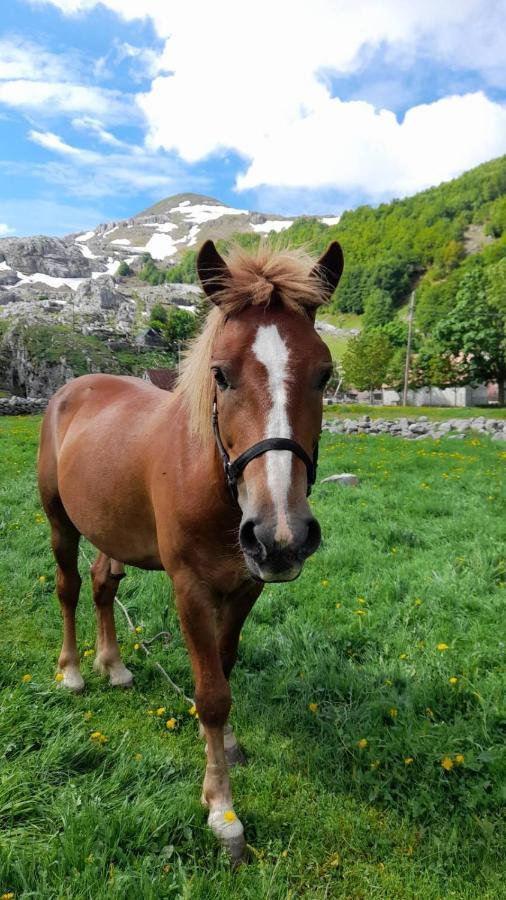 Katun Mokra Accommodation & Horseback Riding Подгориця Екстер'єр фото
