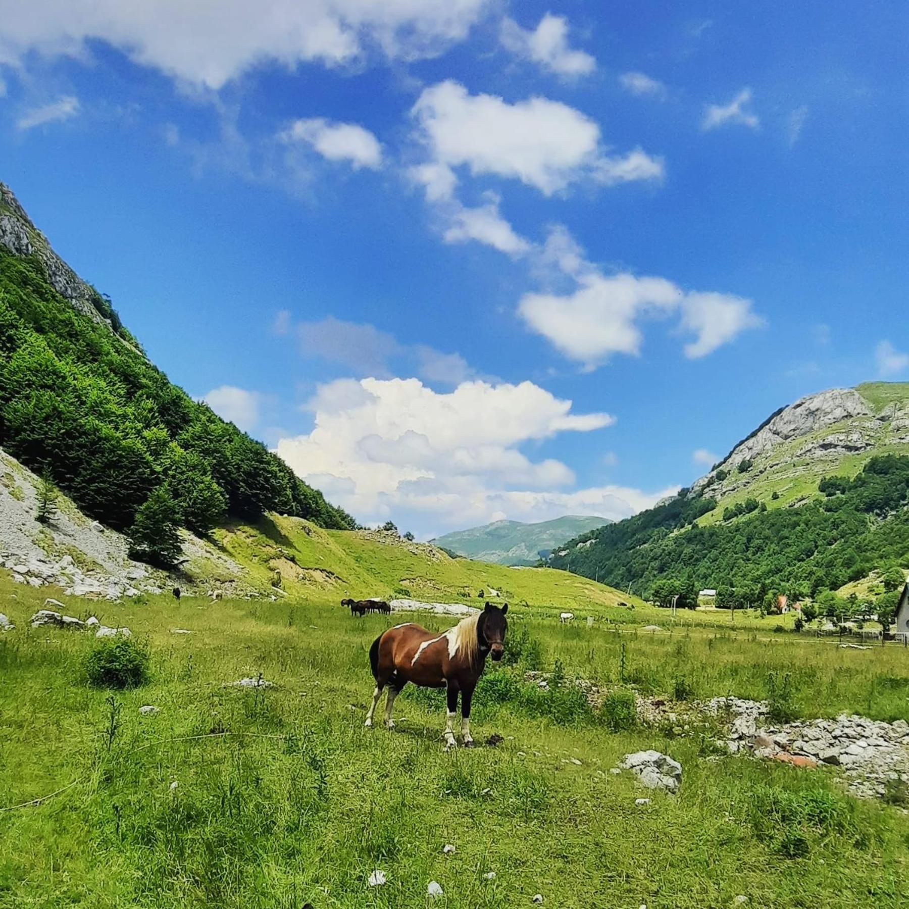 Katun Mokra Accommodation & Horseback Riding Подгориця Екстер'єр фото